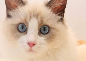 Know the Features of Ragdoll Before Owning One