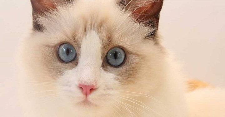 Know the Features of Ragdoll Before Owning One
