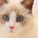 Know the Features of Ragdoll Before Owning One