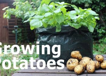 Transform Potatoes to Polythene, Disclosure The Method