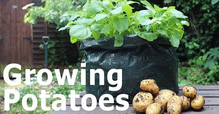 Transform Potatoes to Polythene, Disclosure The Method
