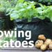 Transform Potatoes to Polythene, Disclosure The Method