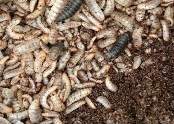 The new Entrepreneurship of Insect Farming