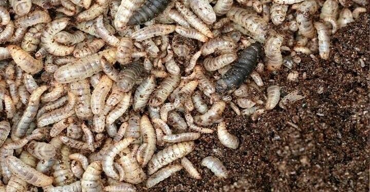 The new Entrepreneurship of Insect Farming