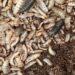 The new Entrepreneurship of Insect Farming